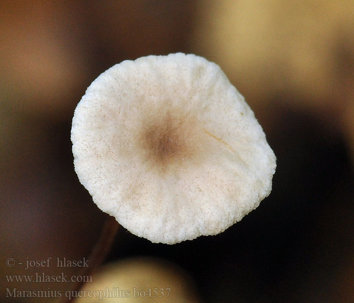 Marasmius quercophilus Setulipes White-rot fungus