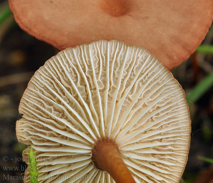 Marasmius scorodonius Garlic mushroom Чесночник обыкновенный