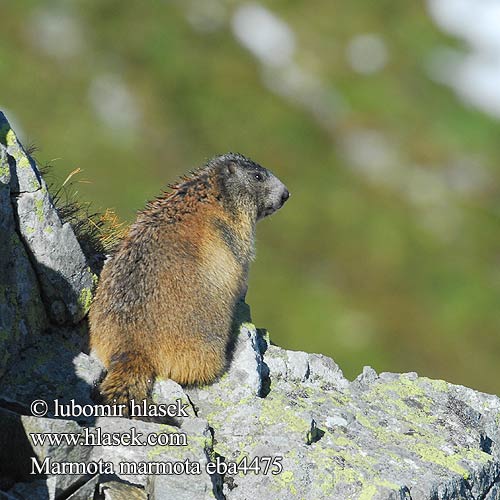 Marmota marmota eba4475