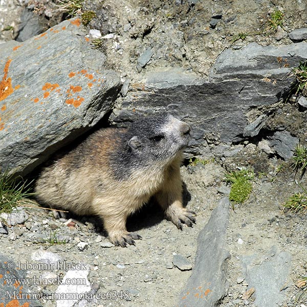 Marmota marmota alpina Alpine Marmot Marmotte Alpes アルプスマーモッ