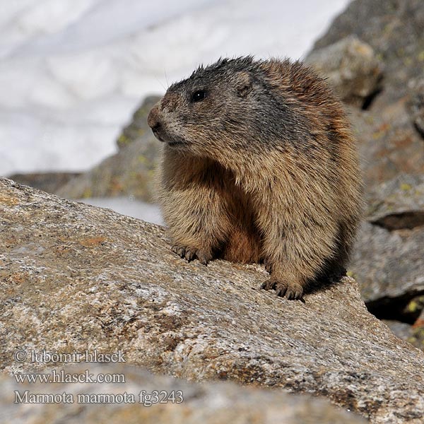 Marmota marmota alpina Havasi Mormota ümiseja Murkšķis Švilpikas