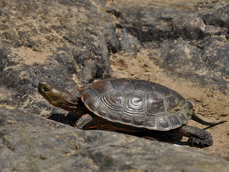 Iberisk bäcksköldpadda Mauremys leprosa Spanische Wasserschildkröte