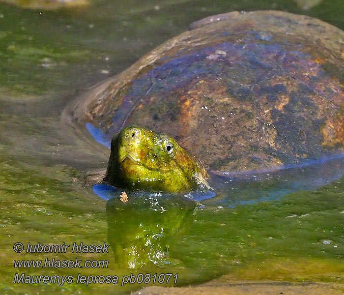 Mediterranean Spanish pond Turtle Mauremys leprosa