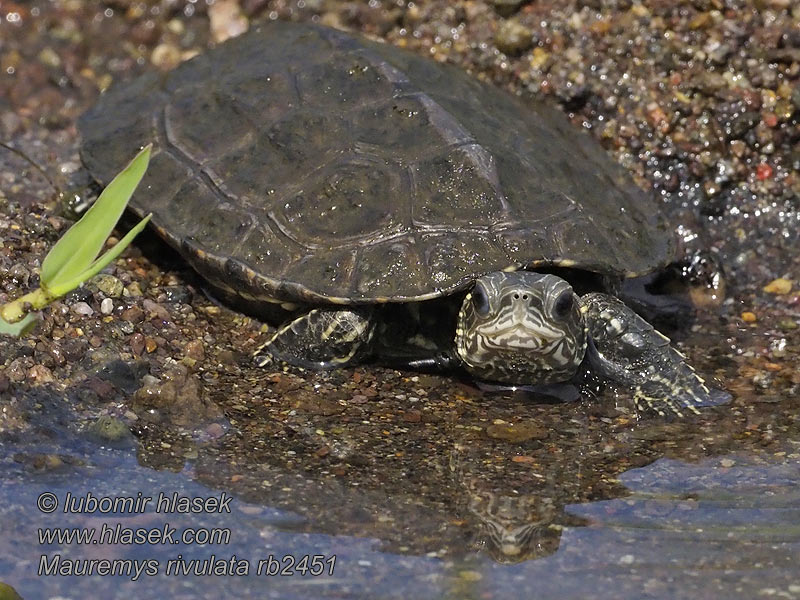 Балканская прудовая черепаха Mauremys rivulata