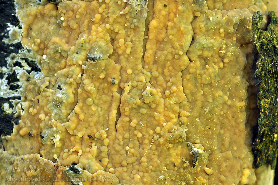 Megalocystidium luridum Gloeocystidium