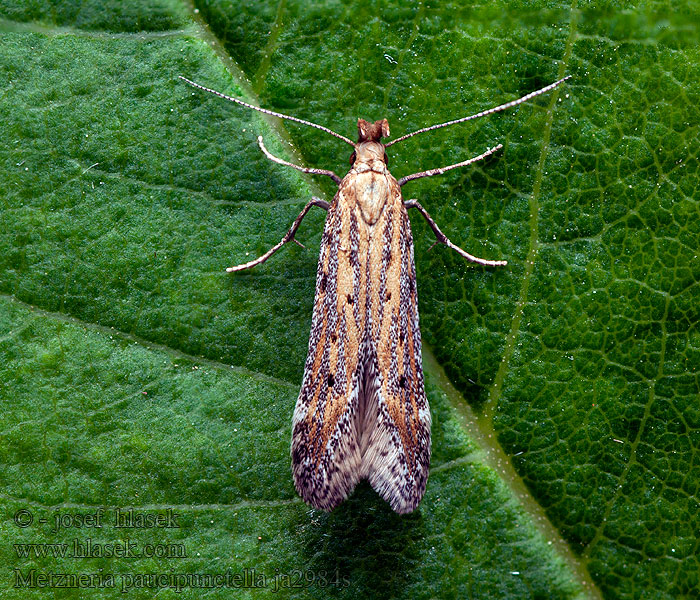 Metzneria paucipunctella Spotted knapweed seed head moth