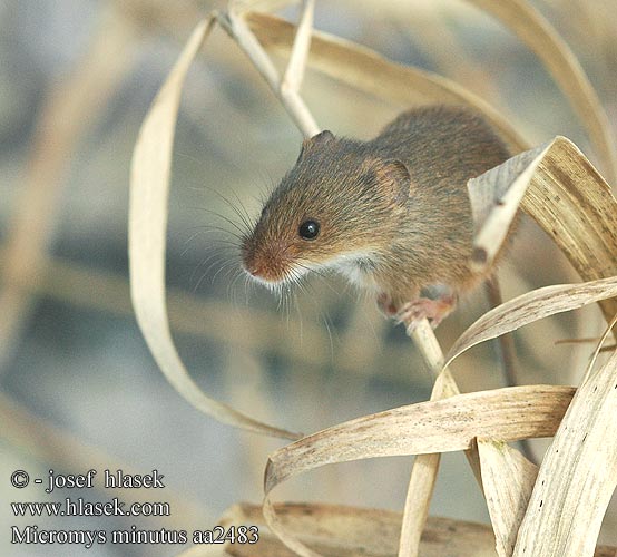 Myška drobná malá nejmenší Ratón espiguero