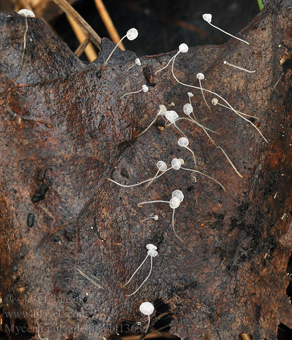 Mycena polyadelpha Grzybówka dębowa