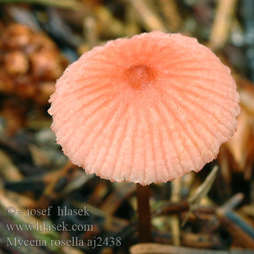 Mycena rosella Rosenhätta Helmovka růžová Mycène rosâtre