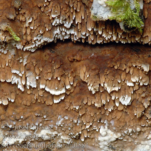 Südbuchen-Fadenstachelpilz Mycoacia nothofagi Odontia Phlebia