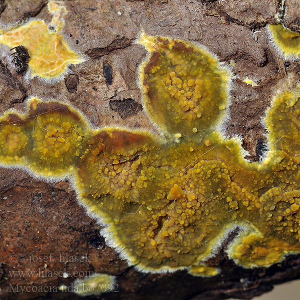 Mycoacia uda Hydnum udum Odontia Hrotnatečka žlutá