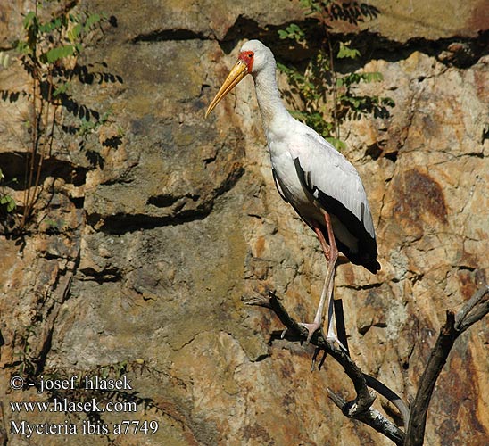 Mycteria ibis Yellowbilled Yellow-billed Stork Afrikansk