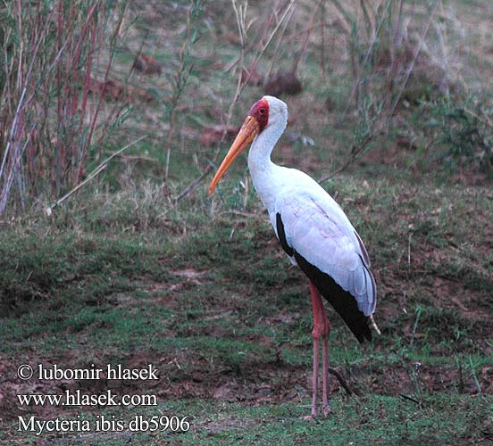 Afrikaniibishaikara Tantale ibis Afrikaanse Nimmerzat