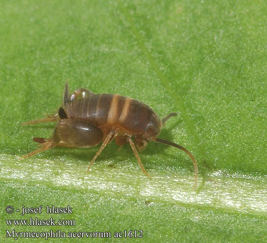 Myrmecophila acervorum Ameisengrille Cvrčík mravenčí Ant-loving cricket Hangyás tücsök Hangyástücsök Mrowiszczak mrówkomirek