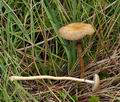 Agrocybe_paludosa_bs1139