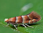 phyllonorycter_nicellii_ci9338s