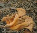 Cantharellus_lutescens_ac7424