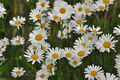 Chrysanthemum_leucanthemum_bj9260