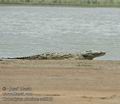 Crocodylus_niloticus_ad5069