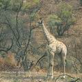Giraffa_camelopardalis