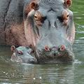Hippopotamus_amphibius_bb7997