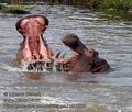 Hippopotamus_amphibius_pa2190205