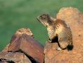 Marmota_marmota
