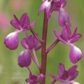 Orchis_laxiflora_ae3387