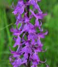 Orchis_mascula_br8414