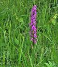 Orchis_mascula_br8422