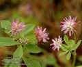 Trifolium_resupinatum_a819