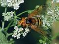 Volucella_inanis_d3432