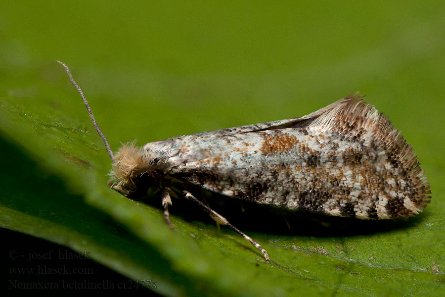 Nemaxera betulinella Golden-speckled Clothes Moth