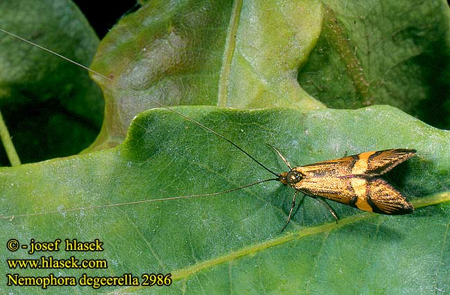 Nemophora degeerella Adela Longhorn Moth Coquille d'Or