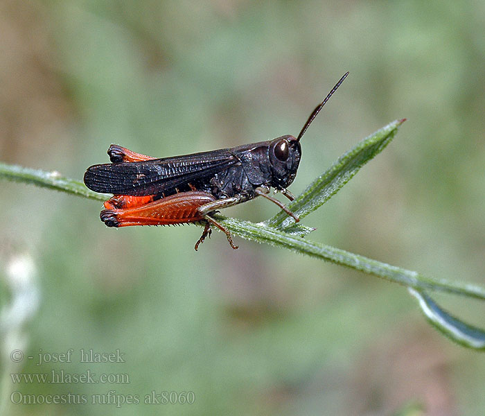 Woodland Grasshopper Criquet noir ébène Травянка красноногая