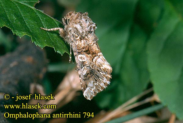 Omphalophana antirrhini