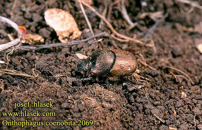 Onthophagus coenobita 2069