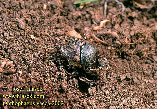 Onthophagus vacca 2002