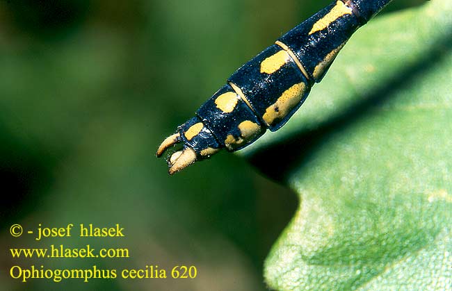 Ophiogomphus cecilia 620