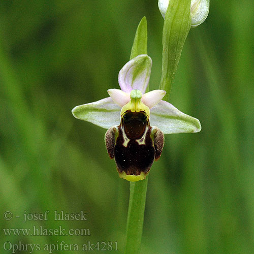 Arı Orkidesi Офрис бджолоносна Ophrys apifera Bienen-Ragwurz