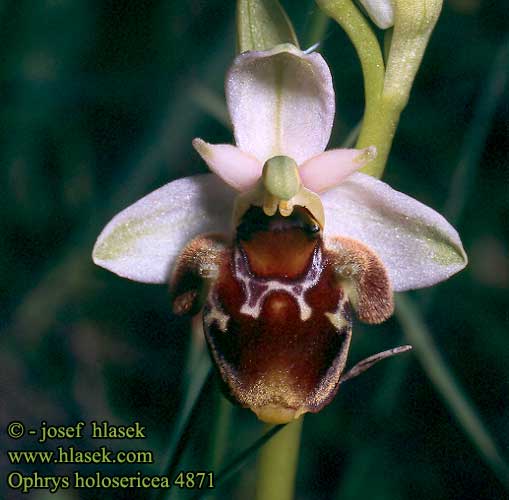 Hummel-Ragwurz Hmyzovník čmeľovitý Poszméhbangó Ophrys bourdon Hommelorchis