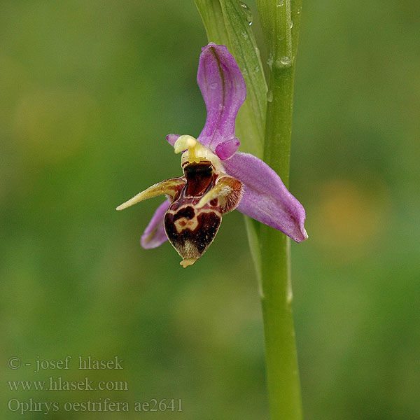 Gadfly Orchid Офрис оводоносна Ophrys oestrifera