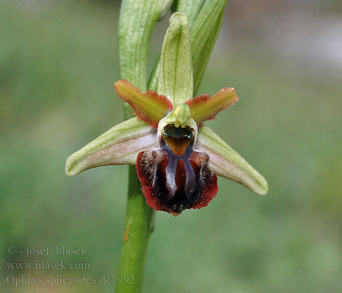 Ophrys sphegodes Tořič pavoukonosný Große Spinnen-Ragwurz