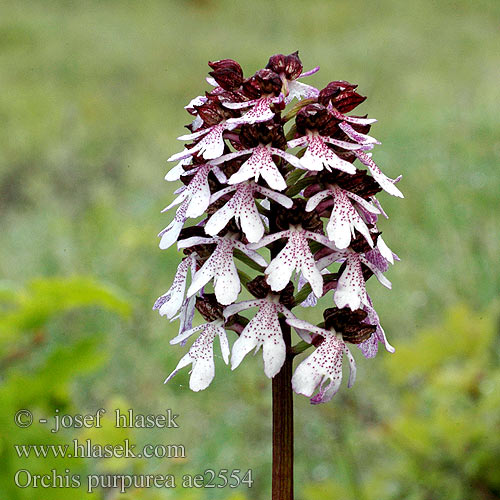 Orchis purpurea pourpre Purperorchis Orchide maggiore