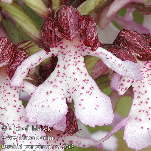 Orchis purpurea Bíboros kosbor Purpurknabenkraut