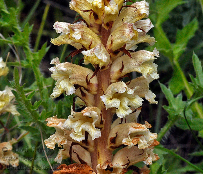 Distel-Sommerwurz Thistle broomrape Orobanche reticulata