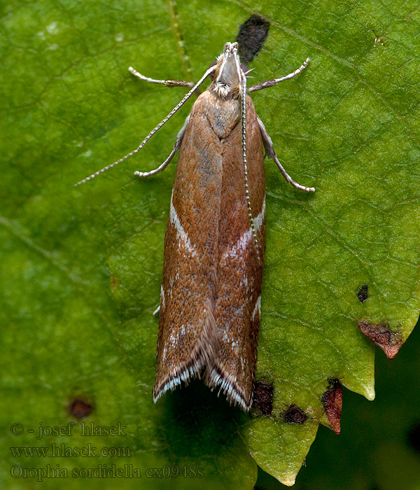 Krijtlandmot Orophia sordidella