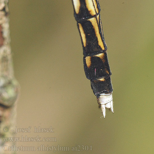 Orthetrum albistyllum vážka bělořitná Прямобрюх белохвостый Рівночеревець білохвостий White-tailed Skimmer