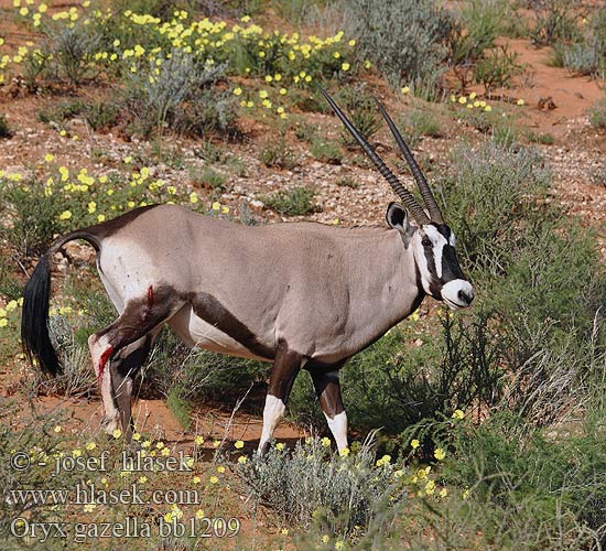 Přímorožec jihoafrický Spießbock Oriks-antilopo Oryx gazelle Tiesiaragis oriksas Nyársas antilop オリックス Oryks południowy Órix Сернобык Beisa โอริกซ์ Орікс 南非劍羚 Oryx gazella Gemsbok