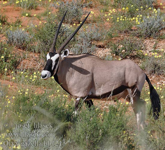 Oriks-antilopo Oryx gazelle Tiesiaragis oriksas Nyársas antilop オリックス Oryks południowy Órix Сернобык Beisa โอริกซ์ Орікс 南非劍羚 Oryx gazella Gemsbok Přímorožec jihoafrický Spießbock